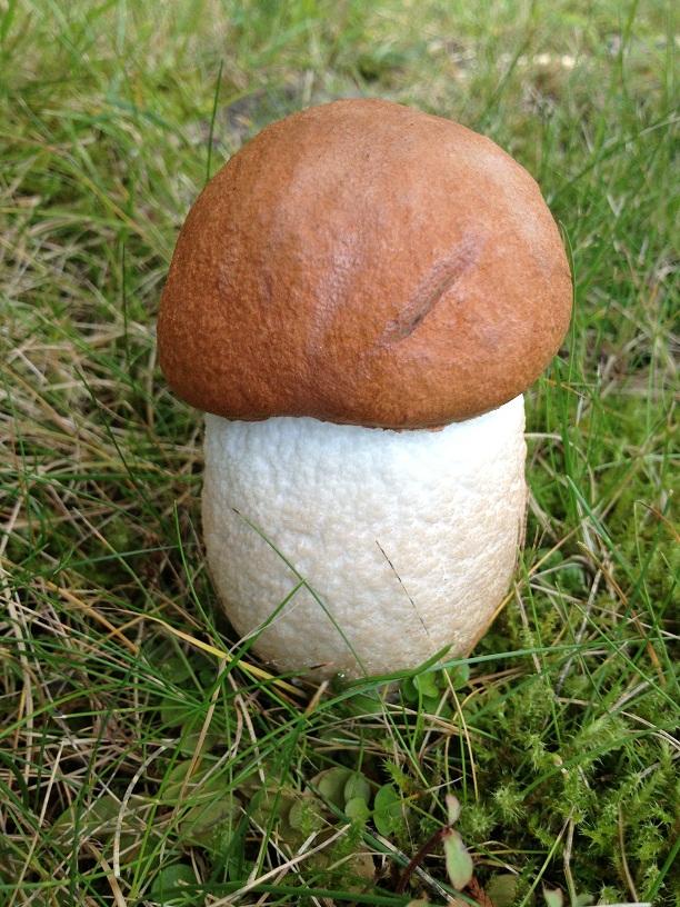 Mein Espen-Rotkappen-Bericht, Fund vom 28.09.2012 ;) - Pilze Allgemein