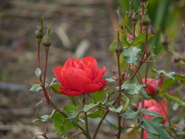 Bild