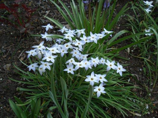 blaue blumen dortmund leonding blaue blumen dortmund leonding