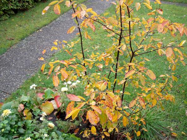 Felsenbirne Ballerina Mein schöner Garten Forum