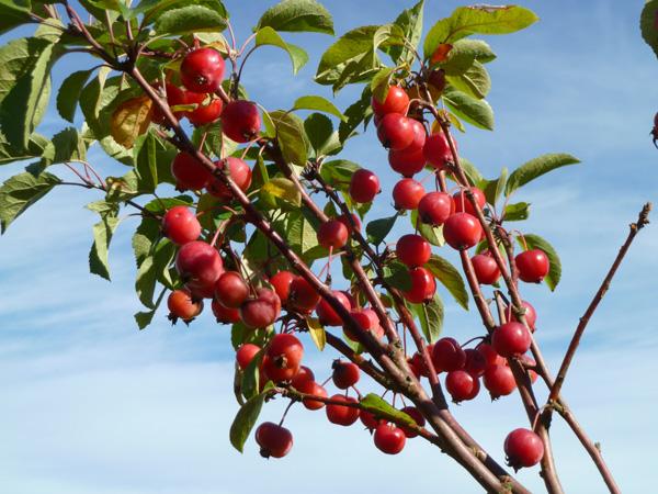 Die Qual der Wahl Zierkirsche, Zierapfel, Blutpflaume