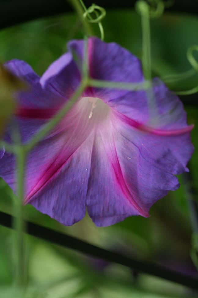Ipomoea - rankende Schönheiten Caz8gseoc5d5iamhp