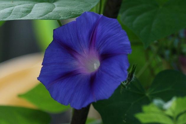 Ipomoea - rankende Schönheiten Caz8jqdow9dtdfx3x
