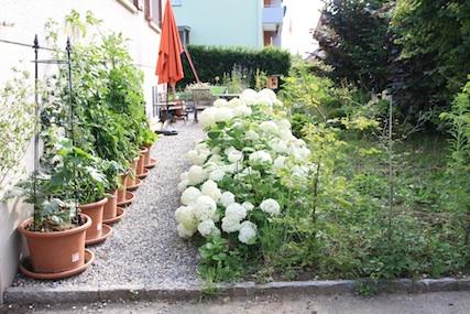 Weisse Rose Weisse Hauswand Grosse Der Kletterrose Mein Schoner Garten Forum