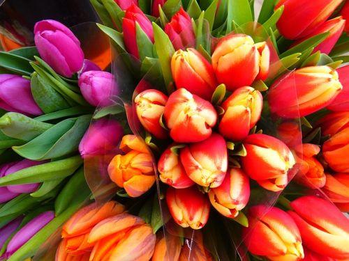 Tulpenstrauß