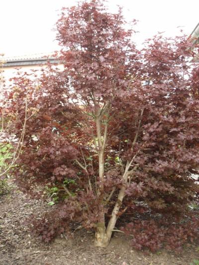 Ersatz für einen Ahorn - Mein schöner Garten Forum