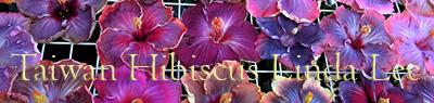 Taiwan Hibiscus Linda Lee 