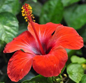hibiskus, hibiscus rosa sinensis, eibisch, facebook