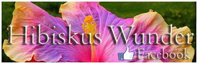 Hibiskus Wunder Facebook Fansite international IHS