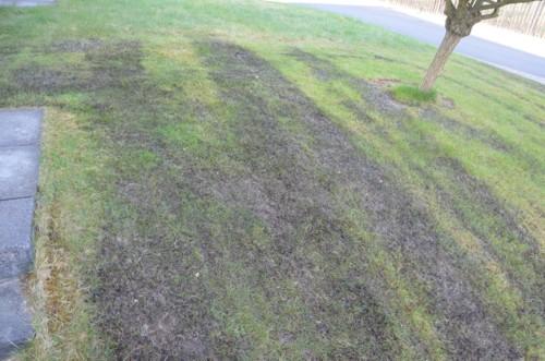 Rasen Nachsaen Mein Schoner Garten Forum