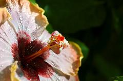 Hibiscus International OCT-NOV-DEC 2011, hibiskus wunder
