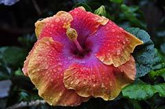 Hibiscus International JAN-FEB-MAR 2012, hibiskus wunder