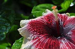 Hibiscus International APR-MAY-JUN 2012, hibiskus wunder