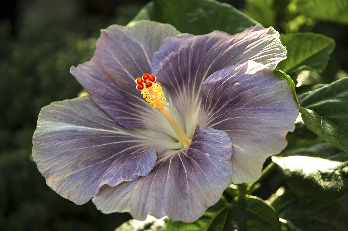 Hibiscus International JUL-AUG-SEP 2012, hibiskus wunder