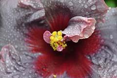 Hibiscus International OCT-NOV-DEC 2012, hibiskus wunder