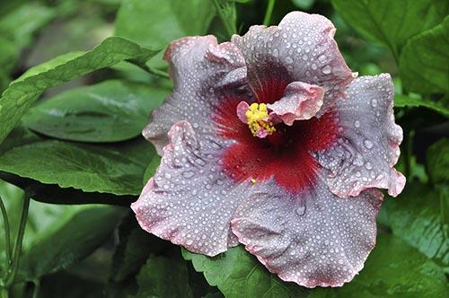 Hibiscus de moorea