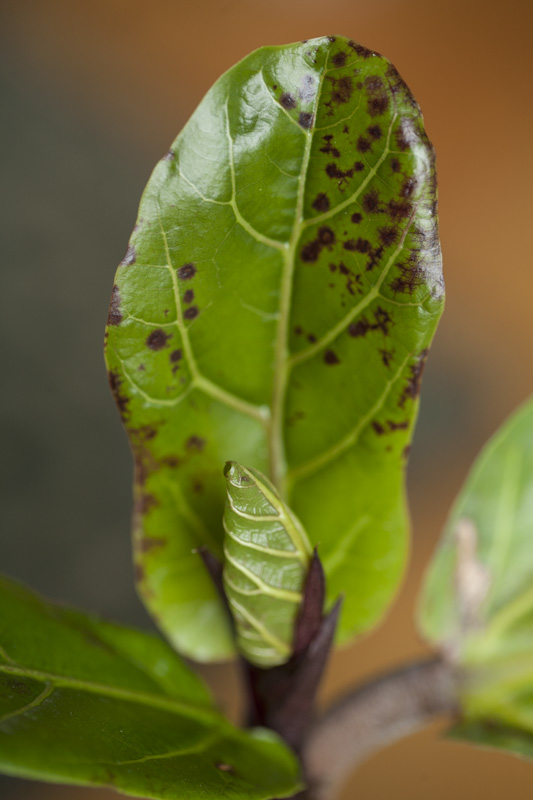 Ficus lyrata eine art rostflecken auf jungen Blätter