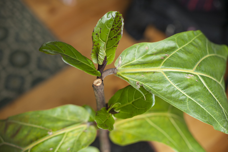 Ficus lyrata eine art rostflecken auf jungen Bltter?  Pflanzenkrankheiten  & Schdlinge  GREEN24 Pflanzen & Garten Forum