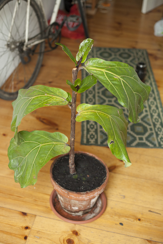Ficus lyrata eine art rostflecken auf jungen Bltter?  Pflanzenkrankheiten  & Schdlinge  GREEN24 Pflanzen & Garten Forum