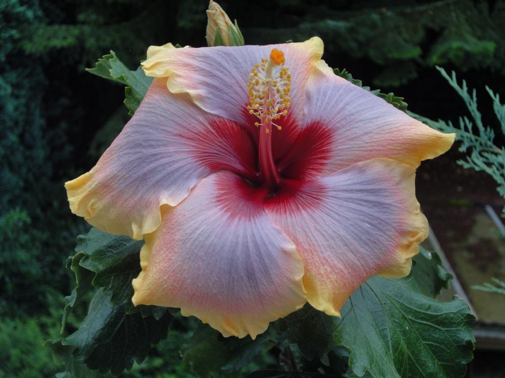 hibiscus Mattiacis Bugatti