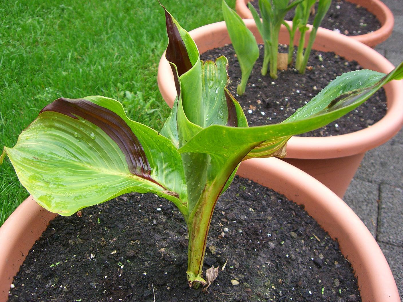 Indisches Blumenrohr Canna I Beliebte Pflanzen & Erfahrungen