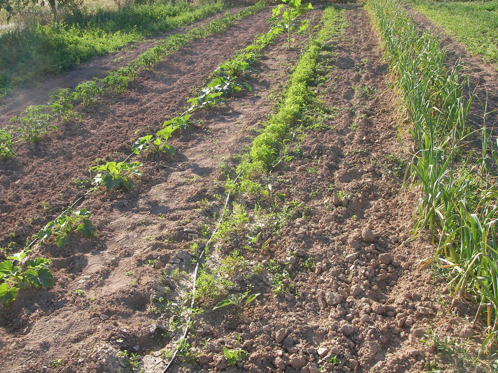 Stevia(Şeker Otu) Ne İşe Yarar Nerelerde Kullanılır Stevia(Şeker Otu) Ne İşe Yarar Nerelerde Kullanılır