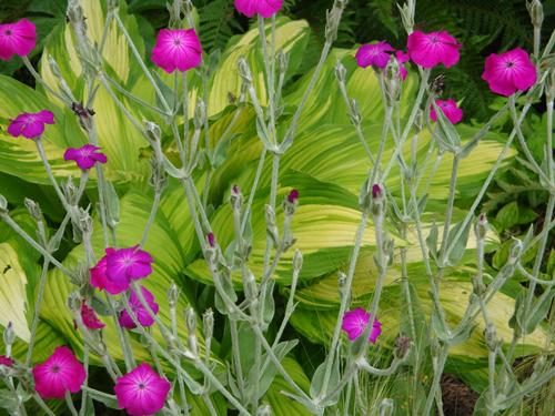 RheinHessenMädels im Juni 2013 - Page 21 - Mein schöner Garten Forum