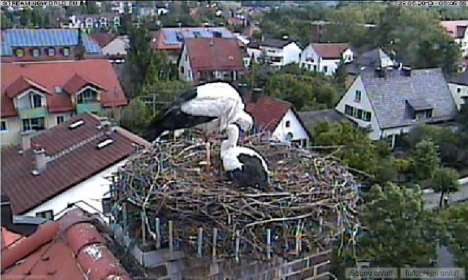 Bild