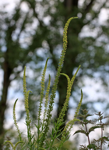 [Bild: cfdg59yg4vpc5g4nx.jpg]