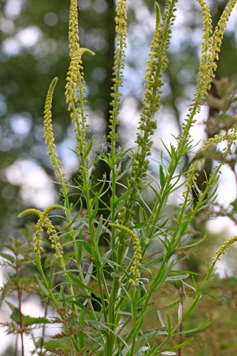 [Bild: cfdg6bh4nt7t8pqxp.jpg]