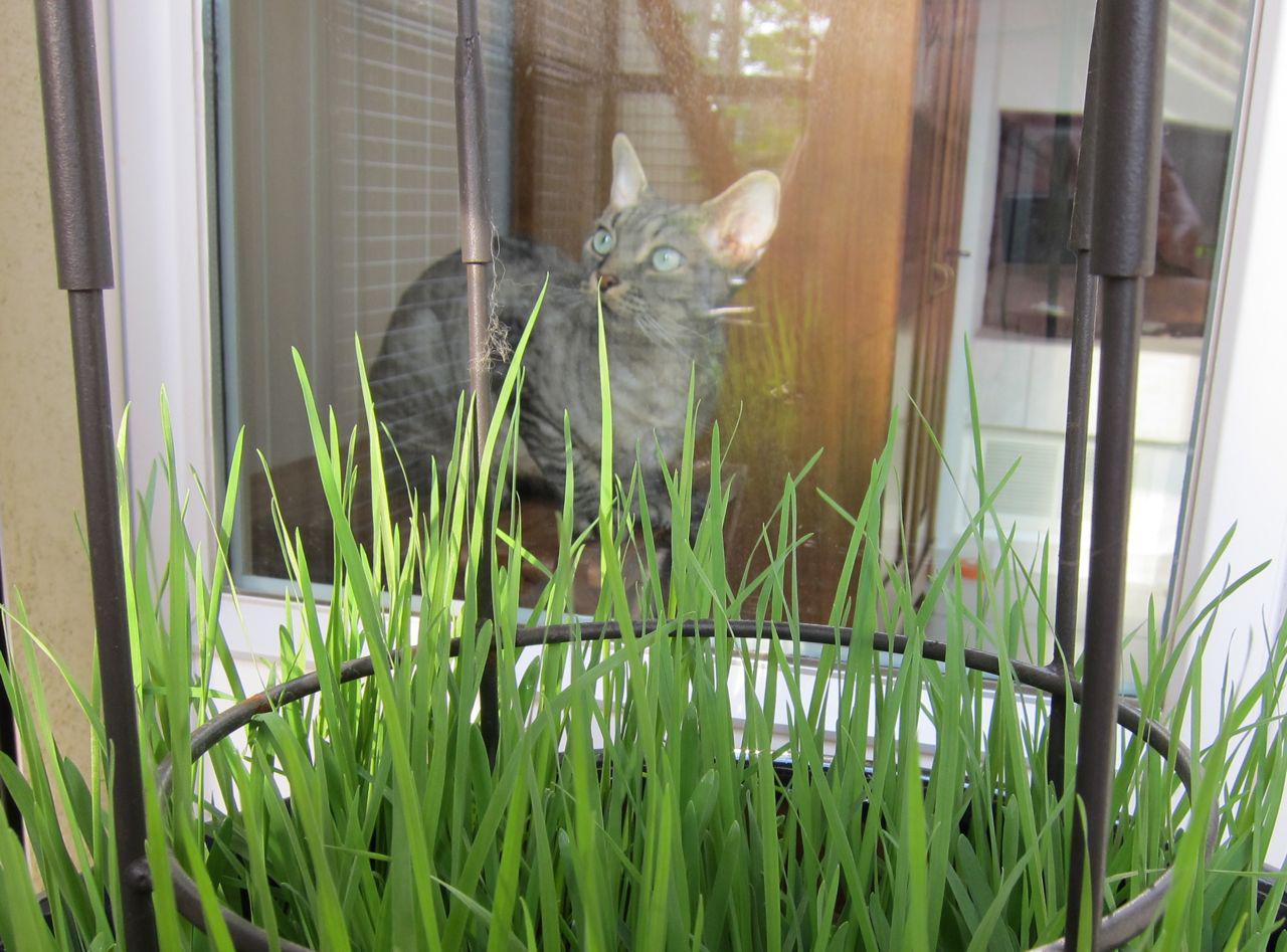 big snake in the grass Cg1i9wt7dlhyomtxr