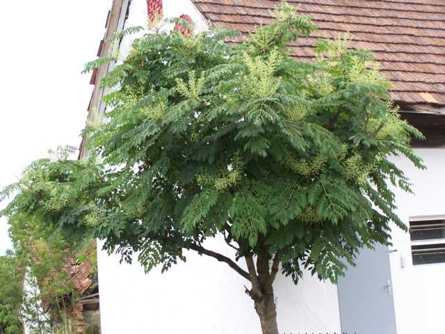 Baum Mit Stacheln 5014 baum mit stacheln bilderbuch d sseldorf stadthalle baum Baum Mit Stacheln 5014 baum mit stacheln bilderbuch d sseldorf stadthalle baum