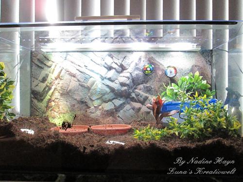 Schnecken-Forum • Thema anzeigen - Anfänger braucht prüfenden Blick!