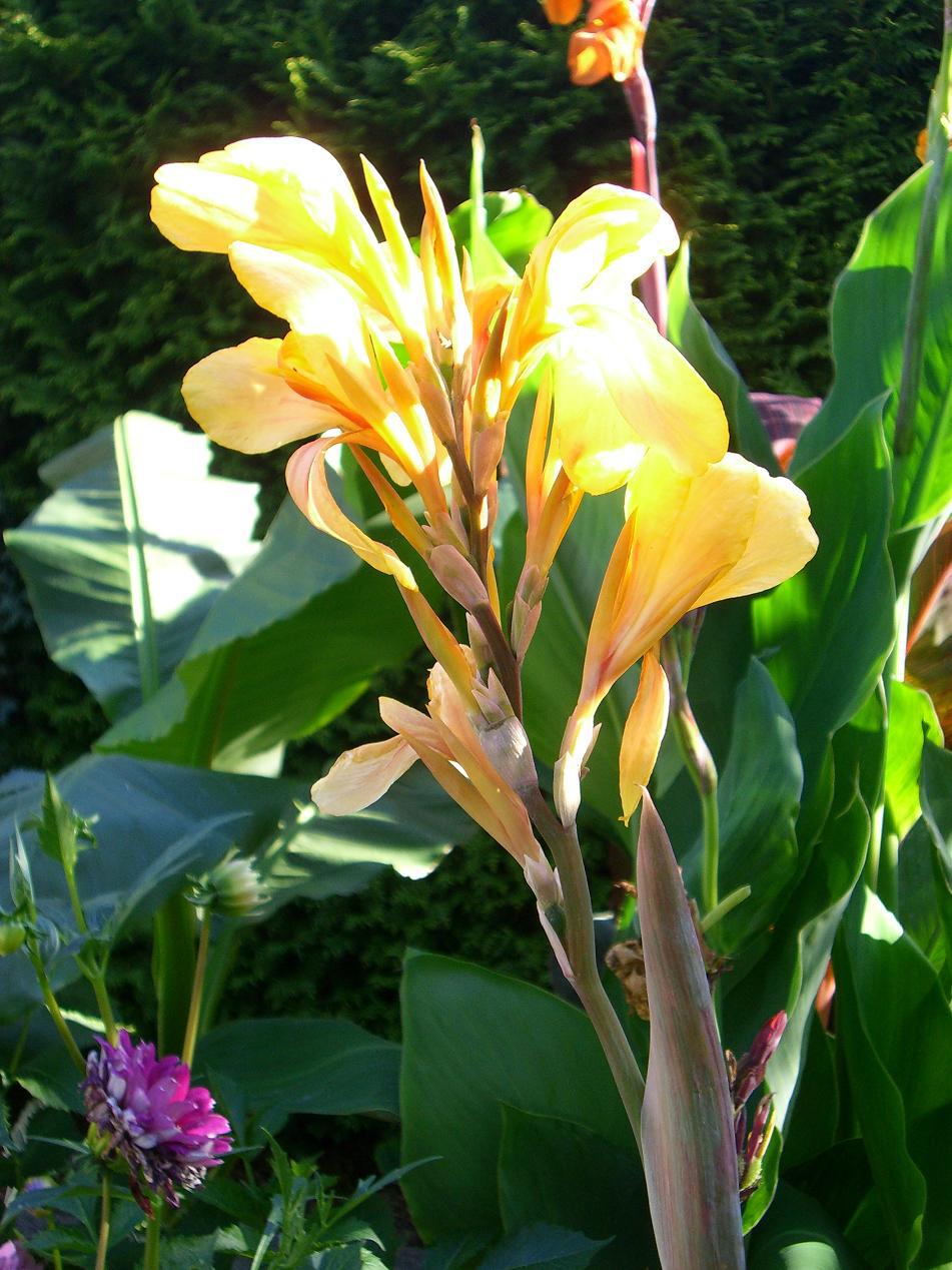 Indisches Blumenrohr Canna I Beliebte Pflanzen & Erfahrungen