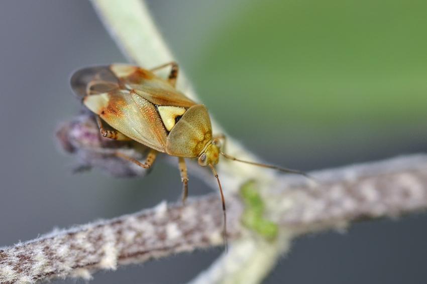 Gemeine Wiesenwanze