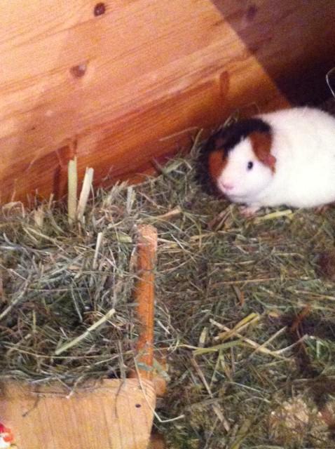 Bild