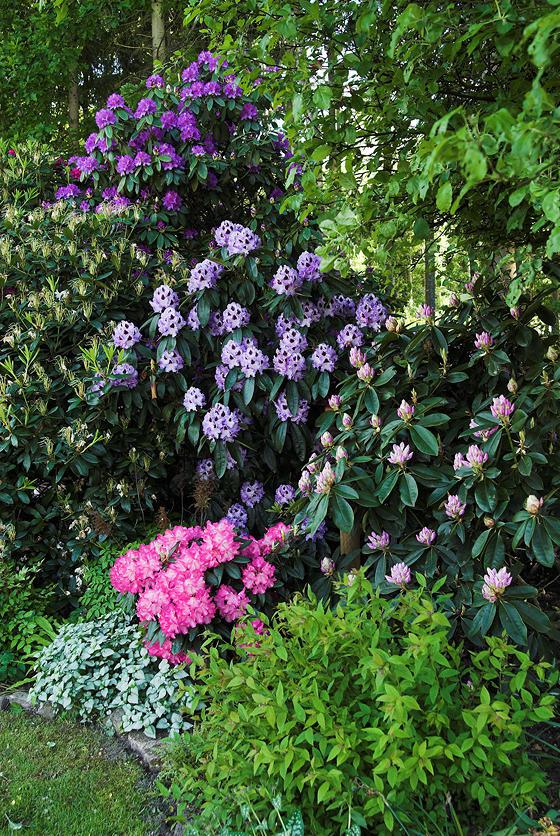 Rhododendron Dungen Jetzt Mein Schoner Garten Forum