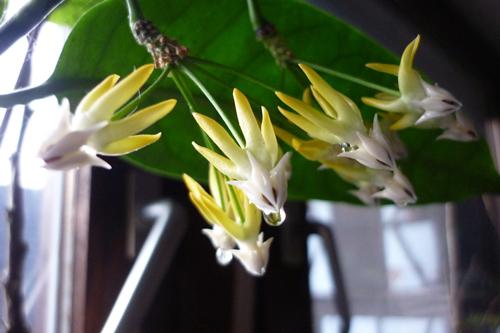 Hoya multiflora Cmtxbruwdh67tai95