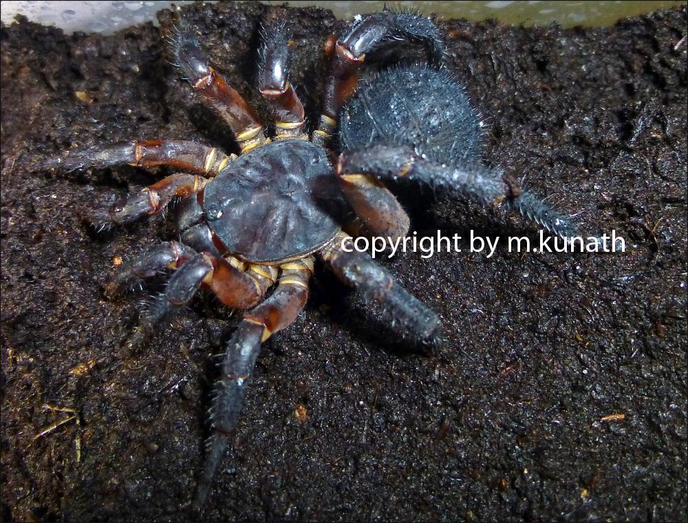 Liphistius spp. Bilder 