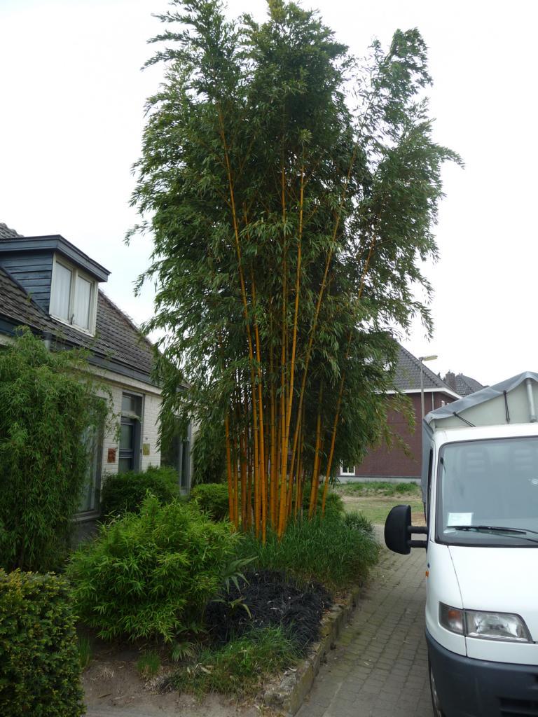 Palmen und Co.  Besuch im Bambusland Kimmei in NL