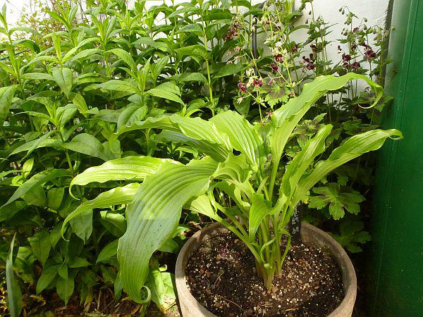 Hosta-Frühling 2014 - Page 45 - Mein schöner Garten Forum