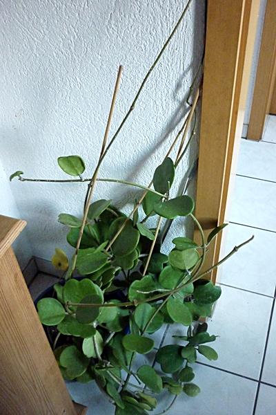Einblatt - Kerrii legt endlich los Coakud32t63b6h8ul