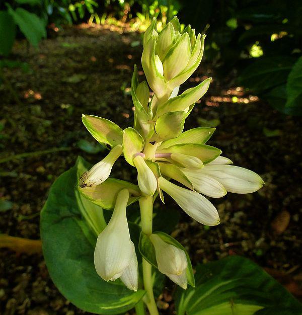 Hosta Sommer 2014 Mein Schoner Garten Forum