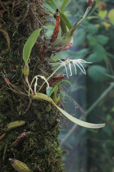 unbekanntes Bulbophyllum Cqeervze2ofgyynhl