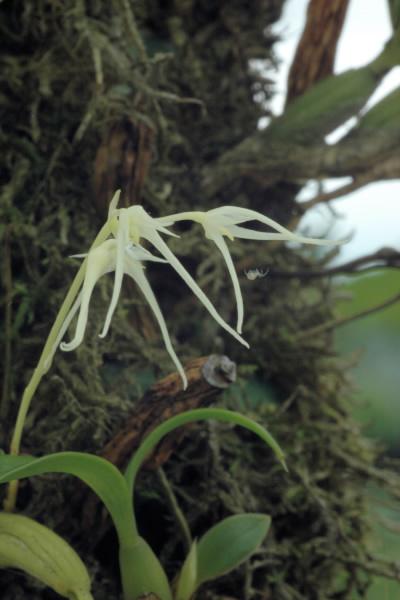 unbekanntes Bulbophyllum Cqeesb9bm4k11m2y1