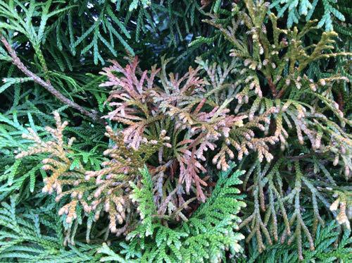 Thuja Hecke hat braune Stellen - Mein schöner Garten Forum