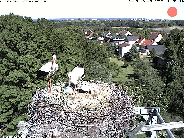 Bild