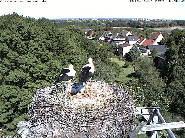 Bild