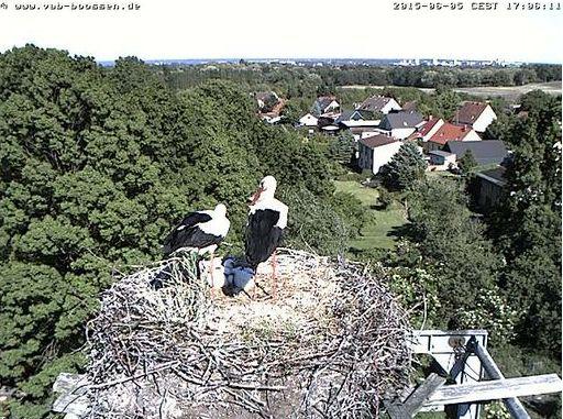 Bild
