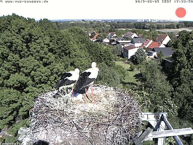 Bild